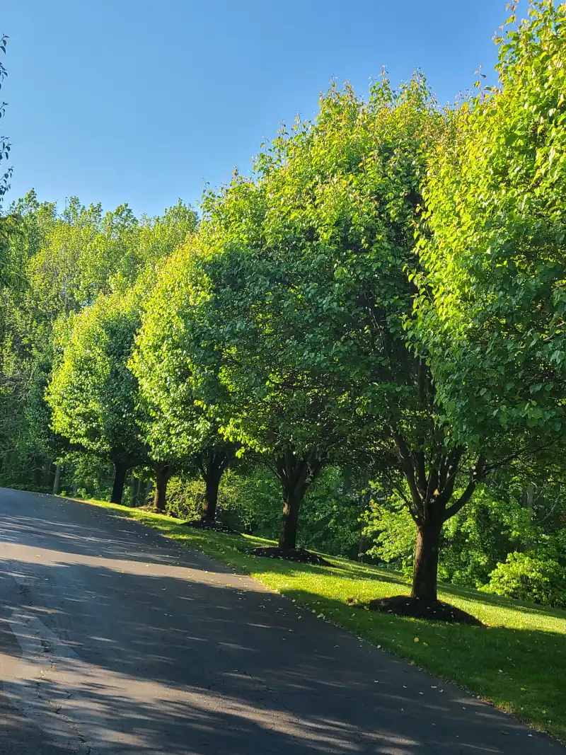 Landscaping project before