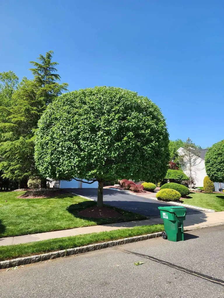 Manicured Lawn And Trees Monmouth County NJ