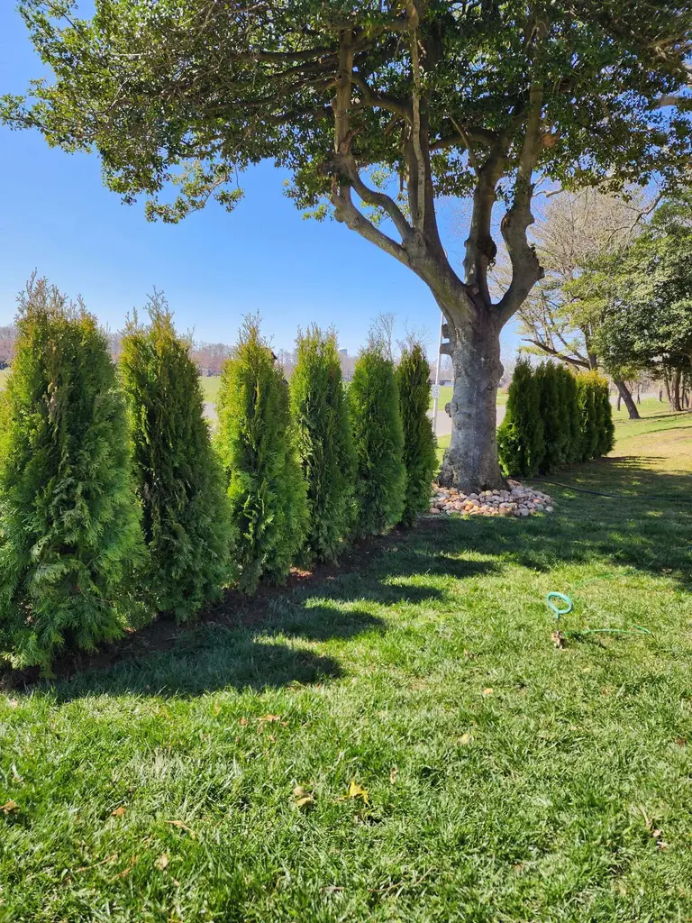 Privacy Trees Arborvitae Planting Monmouth County NJ