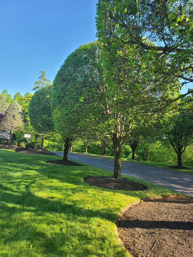 Shady Lawn Maintenance Monmouth County NJ